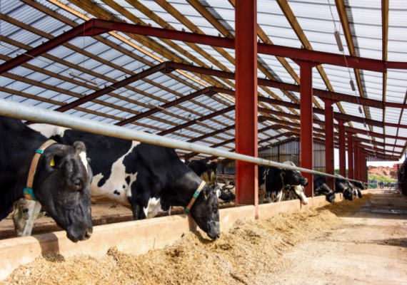 BLOOR&rsquo;S DAIRY IMPROVES HERD HEALTH AND PRODUCTIVITY WITH BRETT MARTIN&rsquo;S MARLON CST HEATGUARD