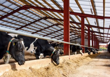 BLOOR&rsquo;S DAIRY IMPROVES HERD HEALTH AND PRODUCTIVITY WITH BRETT MARTIN&rsquo;S MARLON CST HEATGUARD