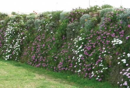 Dry-Build Solutions for Vertical Landscaping