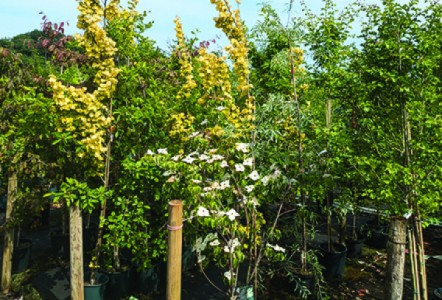 Heathwood Nurseries, Wholesale Supplier & Established Grower